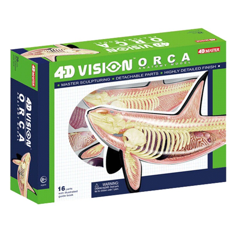 Medical Lab Assistant - 4D Vision Orca Whale Skeleton Anatomy
