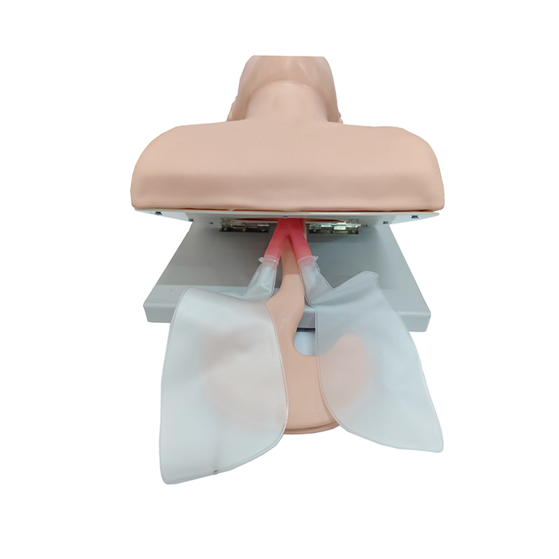 PVC Adult Intubation Manikin T - огляд і ціна Medical Lab Management