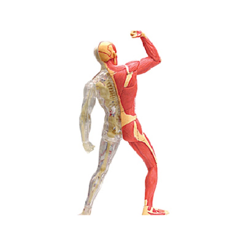 4d Master Human Muscle Skeleto - огляд і ціна Medical Lab Assistant