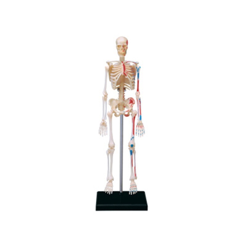 4d Human Full Skeleton Anatomy - огляд і ціна Medical Lab Assistant