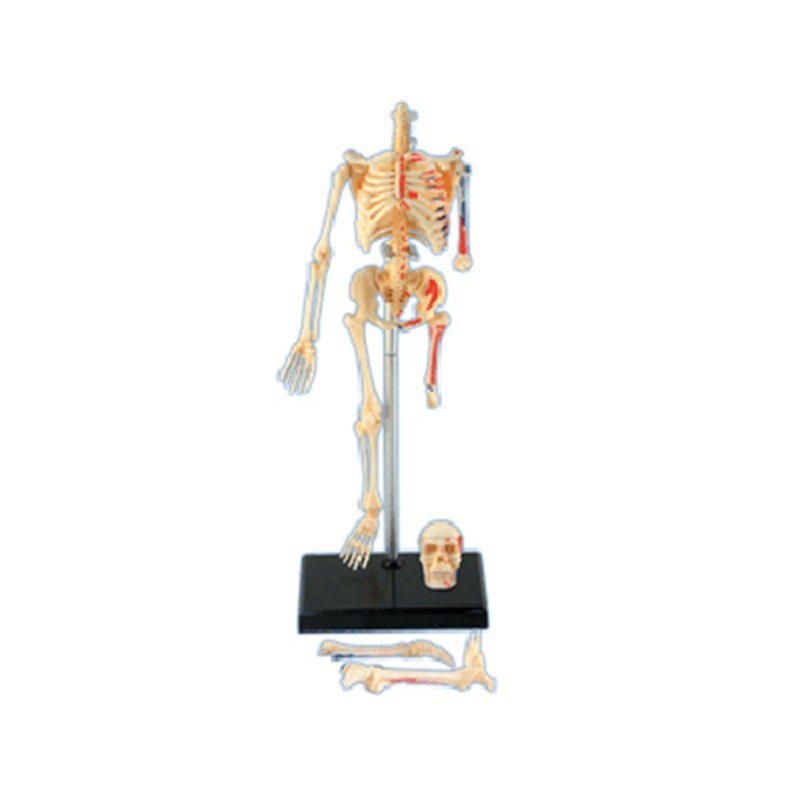 4d Human Full Skeleton Anatomy - огляд і ціна Medical Lab Assistant