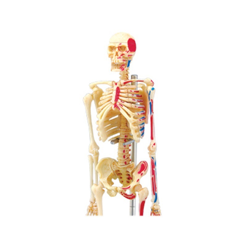 4d Human Full Skeleton Anatomy - огляд і ціна Medical Lab Assistant