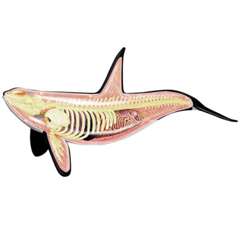 4D Vision Orca Whale Skeleton  - огляд і ціна Medical Lab Assistant
