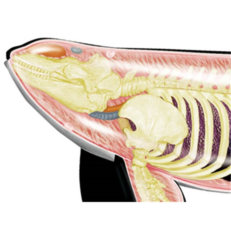 4D Vision Orca Whale Skeleton  - огляд і ціна Medical Lab Assistant